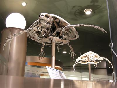 ウミガメ化石復元骨格（穂別博物館）