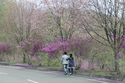 紫つつじ、山桜