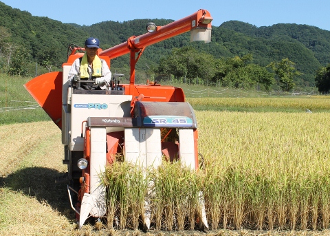 稲刈り作業　9月７日開始
