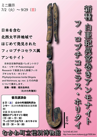国産　異常巻　プラピトセラスアンモナイト　２３１２０３－2 極めて入手困難。昭和41年、公立博物館学術誌の表紙を飾った