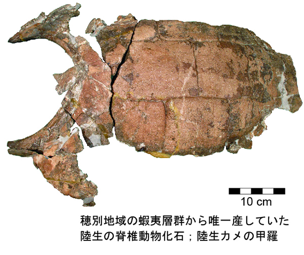 むかわ町穂別での恐竜発掘②/POMU/MUKAWA