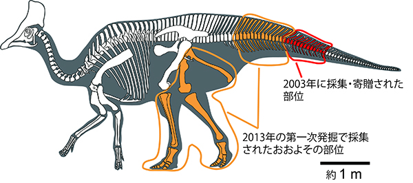 むかわ町穂別での恐竜発掘⑦ 恐竜の発掘（2013年の第一次発掘）③/POMU